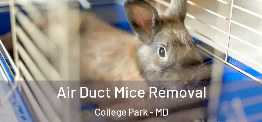 Air Duct Mice Removal College Park - MD